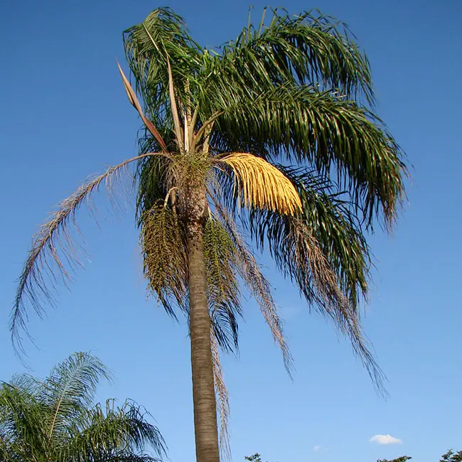 Queen Palm Tree (Syagrus romanzoffiana)