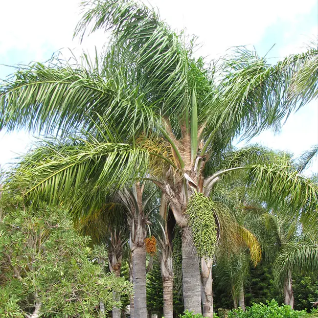 Queen Palm Tree (Syagrus romanzoffiana)