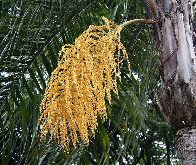 Queen Palm Tree (Syagrus romanzoffiana) flowers