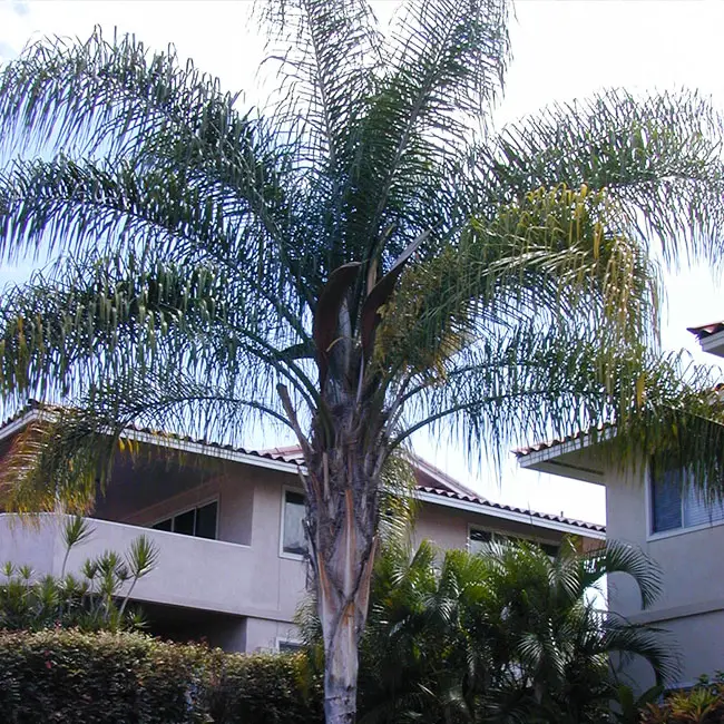 Queen Palm Tree (Syagrus romanzoffiana)
