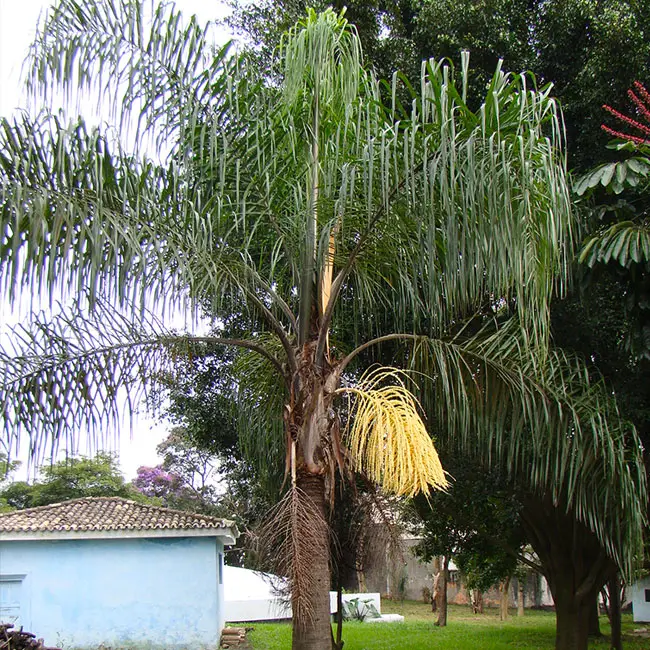 Queen Palm Tree (Syagrus romanzoffiana)