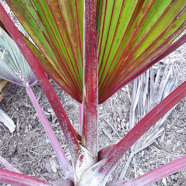 Red Latan Palm Tree (Latania lontaroides) red stems