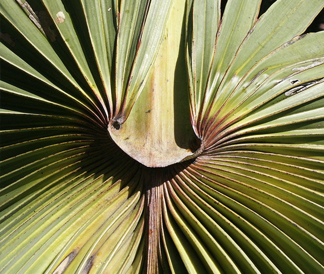 Red Latan Palm Tree (Latania lontaroides) leave