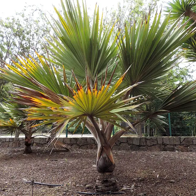 Red Latan Palm Tree (Latania lontaroides). 