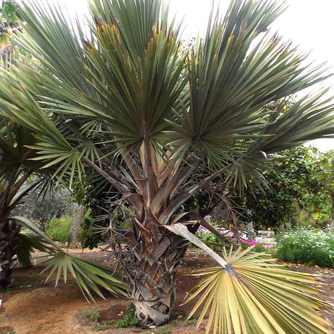 Red Latan Palm Tree (Latania lontaroides)