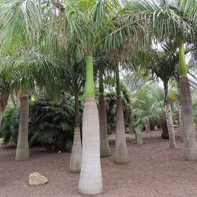 royalpalmtreeroystoneaoleracea650x550e Florida Palm Trees