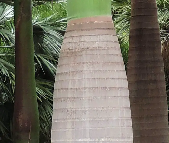 Royal Palm Tree (Roystonea oleracea) trunk