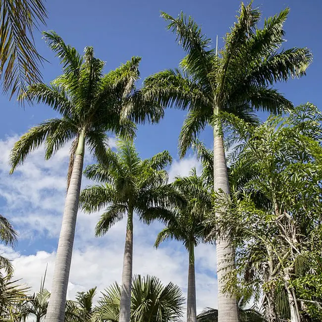 10 Royal Palm Arbre AGROBITS Roystonea Regia 