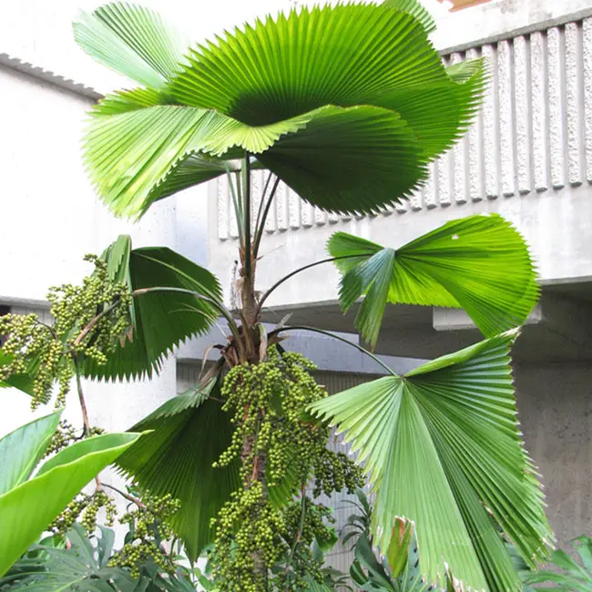 Ruffled Fan Palm Tree (Licuala grandis)