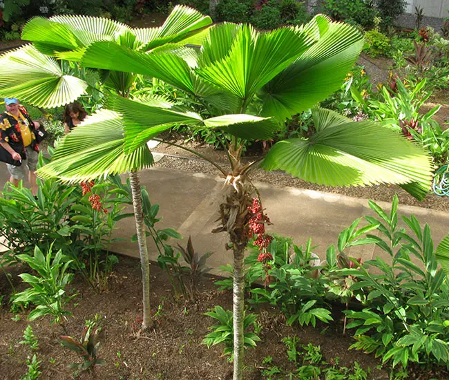 Ruffled Fan Palm Tree (Licuala grandis).