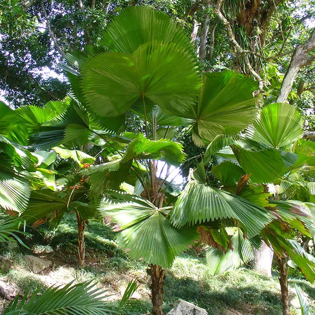 Ruffled Fan Palm Tree (Licuala grandis)