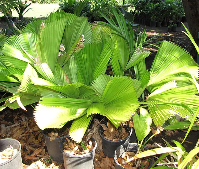 Ruffled Fan Palm Tree (Licuala grandis)