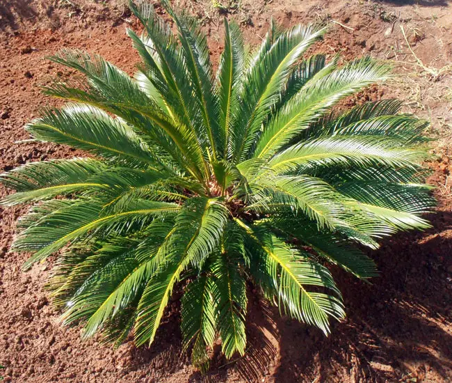 Sago Palm Tree (Cycas revoluta)