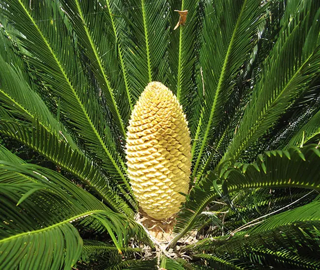 Sago Palm Tree (Cycas revoluta) fruits