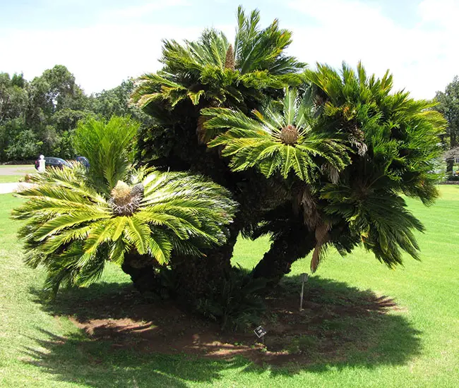 Sago Palm Tree (Cycas revoluta)
