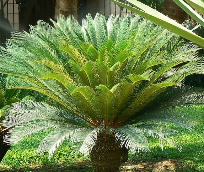 Sago Palm Tree (Cycas revoluta).