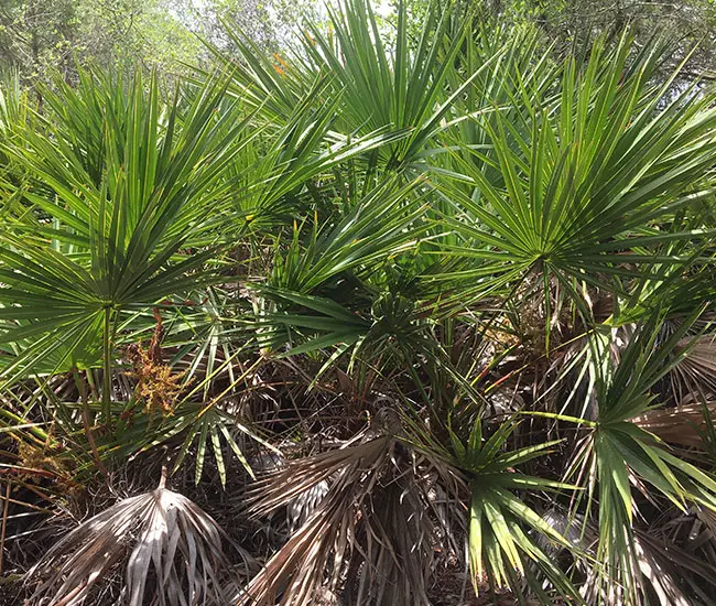 Saw Palmetto Palm Tree (Serenoa repens) that needs pruning.