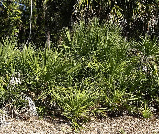 Saw Palmetto Palm Tree (Serenoa repens)