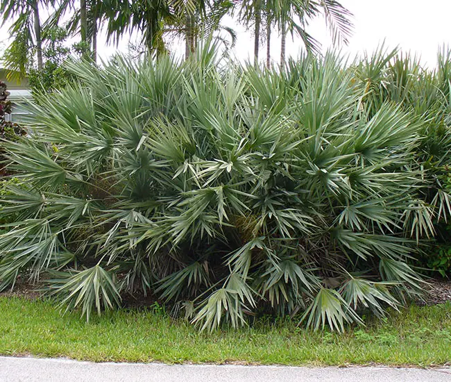 Saw Palmetto Palm Tree (Serenoa repens)