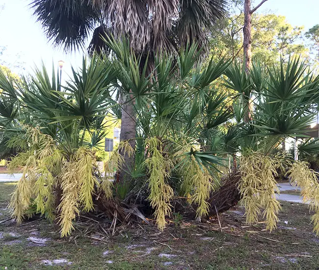 Saw Palmetto Palm Tree (Serenoa repens) with flowers