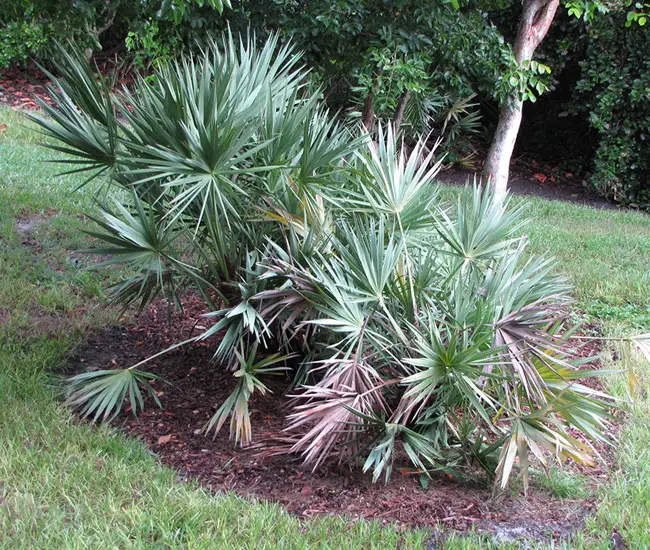 Large cluster of Saw Palmetto Palm Tree (Serenoa repens) with visible trunk. 