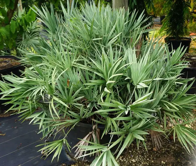 Saw Palmetto Palm Tree (Serenoa repens) in the container at a nursery.