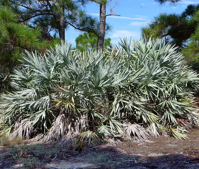 Large Saw Palmetto Palm Tree (Serenoa repens)