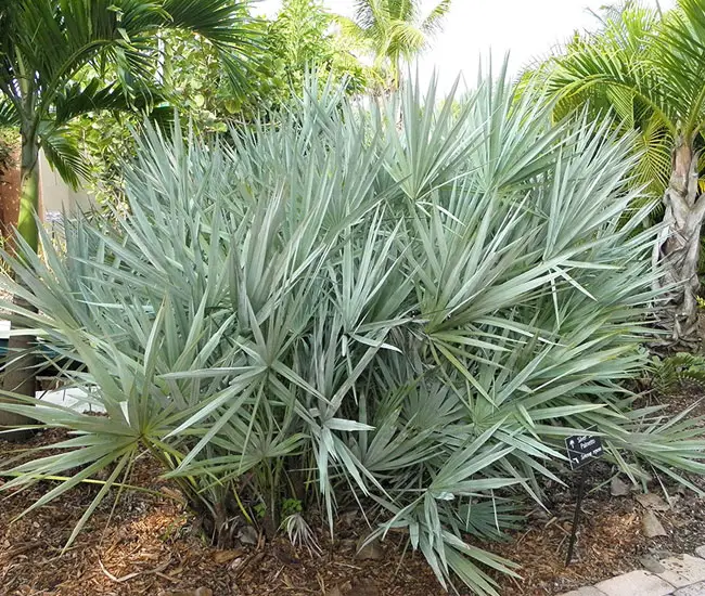 Saw Palmetto Palm Tree (Serenoa repens) with silver leaves.