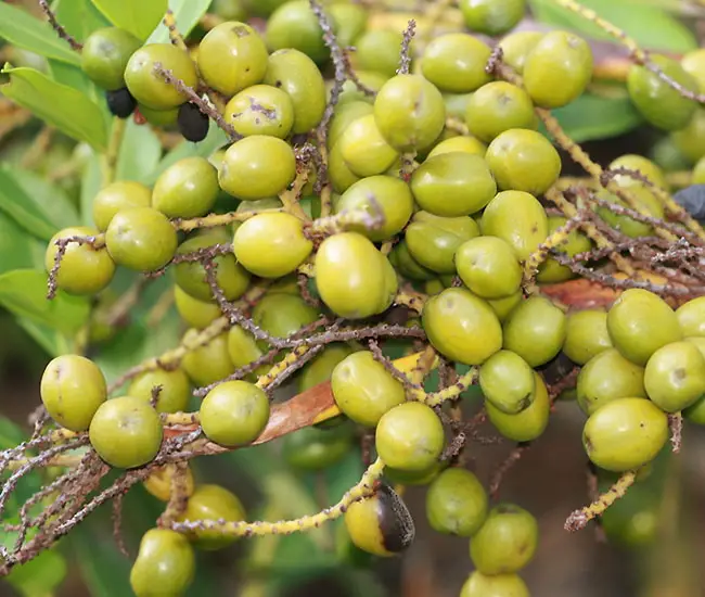 Saw Palmetto Palm Tree (Serenoa repens) fruits