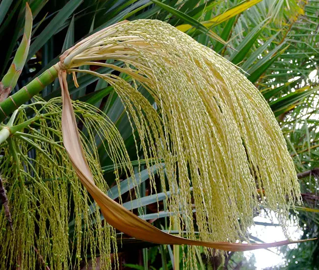 Spindle Palm Tree (Hyophorbe verschaffeltii) flowers