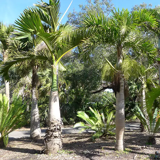 Spindle Palm Tree (Hyophorbe verschaffeltii)