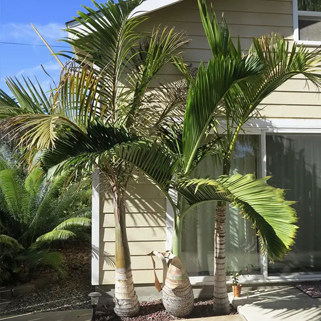 spindlepalmtreehyophorbeverschaffeltii650x550f Florida Palm Trees