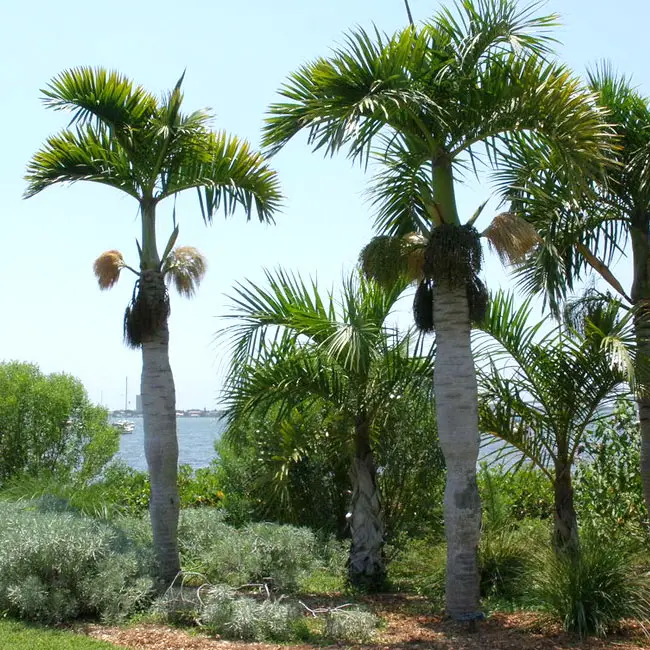 spindlepalmtreehyophorbeverschaffeltii650x550g Florida Palm Trees