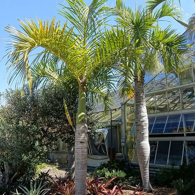 Spindle Palm Tree (Hyophorbe verschaffeltii).