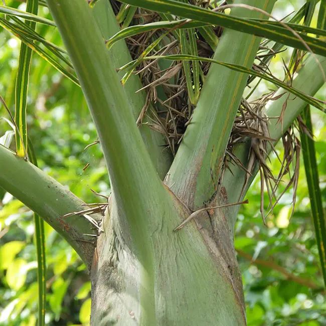 Spindle Palm Tree (Hyophorbe verschaffeltii) stems