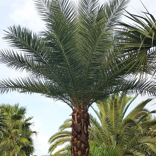 Sylvester Date Palm Tree (Phoenix sylvestris)