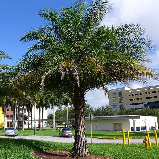 Sylvester Date Palm Tree (Phoenix sylvestris)