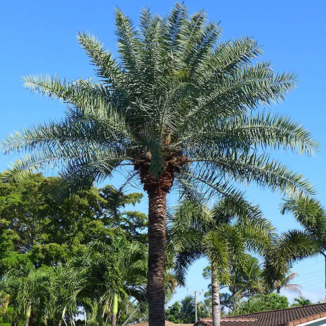Sylvester Date Palm Tree (Phoenix sylvestris). 