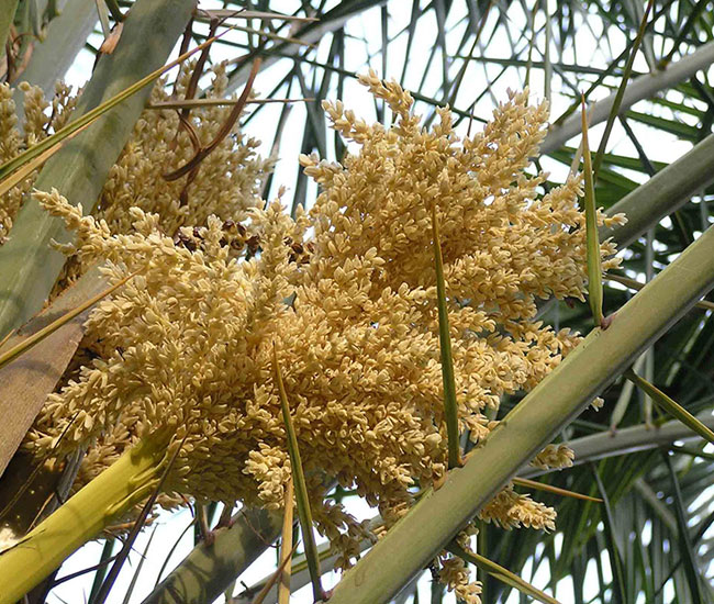 Sylvester Date Palm Tree (Phoenix sylvestris) flowers