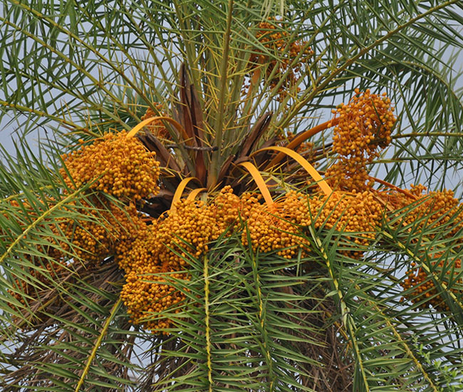 Sylvester Date Palm Tree (Phoenix sylvestris) fruits
