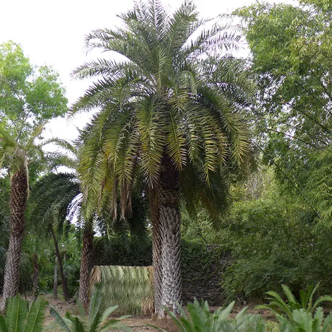 Sylvester Date Palm Tree (Phoenix sylvestris)