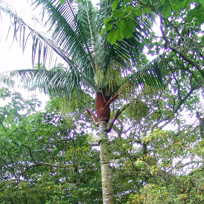 Teddy Bear Palm Tree (Dypsis leptocheilos).