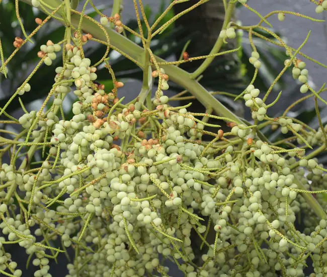 Teddy Bear Palm Tree (Dypsis leptocheilos) fruits