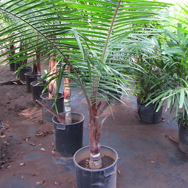 Teddy Bear Palm Tree (Dypsis leptocheilos) at the nursery