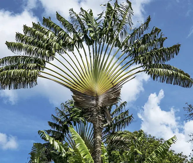 Travelers Palm Tree (Ravenala madagascariensis)