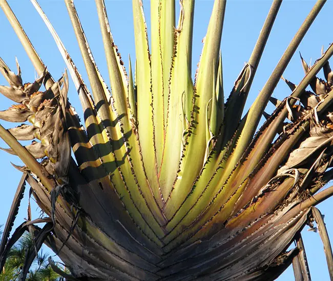 Travelers Palm Tree (Ravenala madagascariensis) stems.