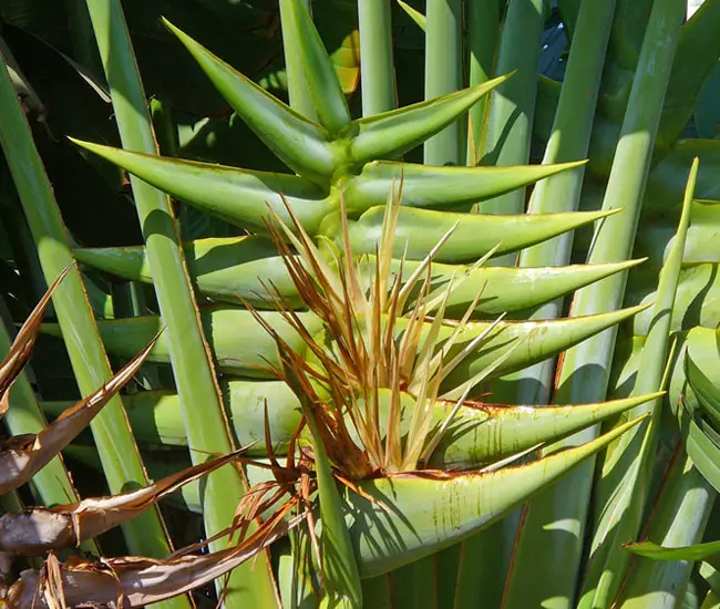 Travelers Palm Tree (Ravenala madagascariensis) flowers.