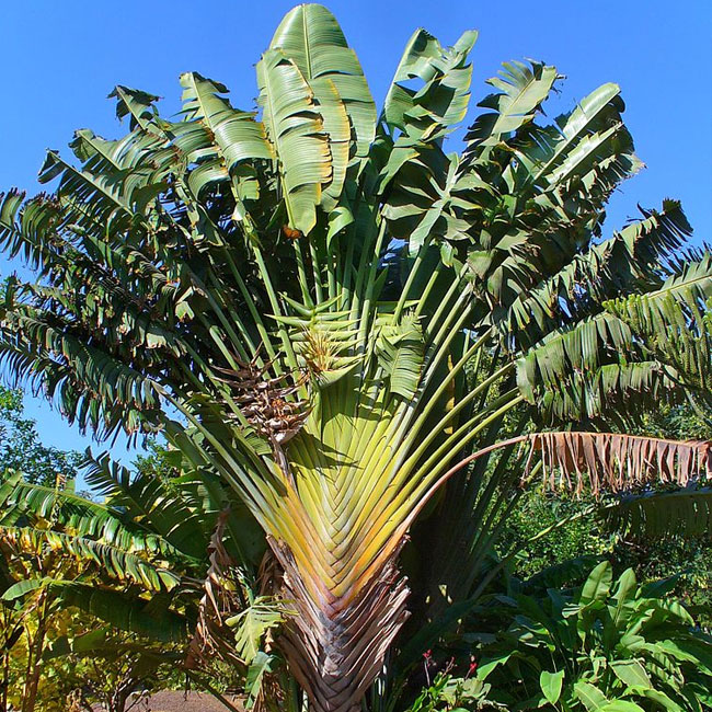 Travelers Palm Tree (Ravenala madagascariensis). 