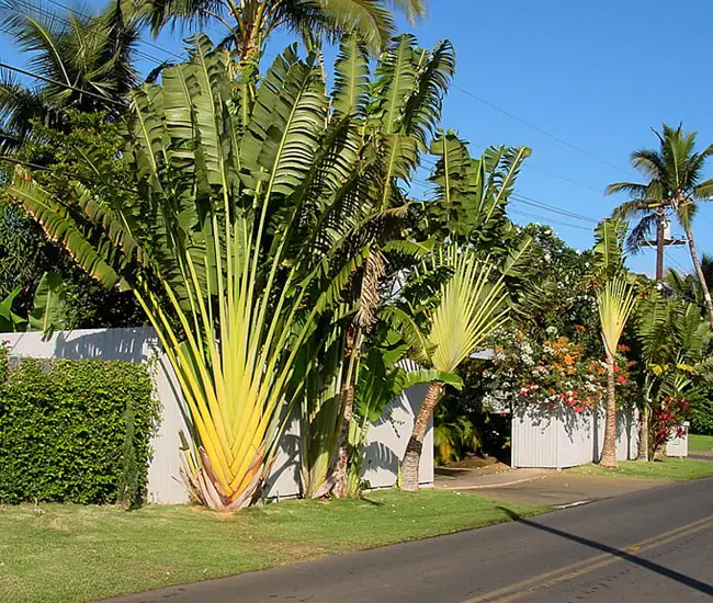 Travelers Palm Tree (Ravenala madagascariensis)