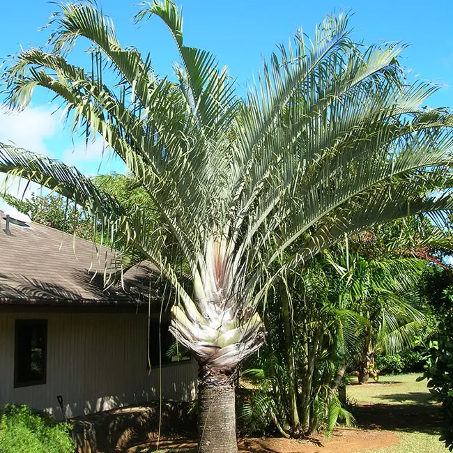 Triangle Palm Tree (Dypsis decaryi)